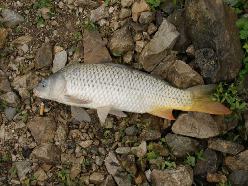 baby common carp. scale perfect Common Carp.