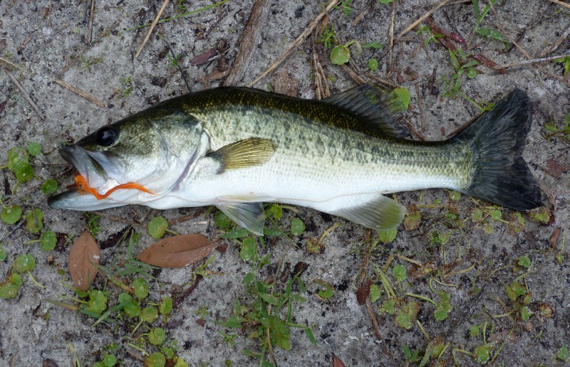 How to fish that little backyard (or Park) pond