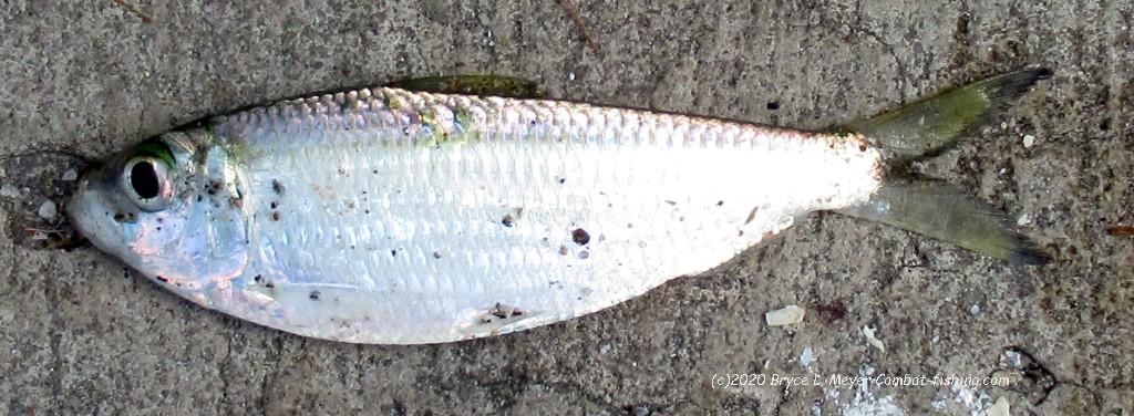 Salted Emerald Shiner Minnows, Stream Trout, Perch, Crappie, Ice Fishing 2lb